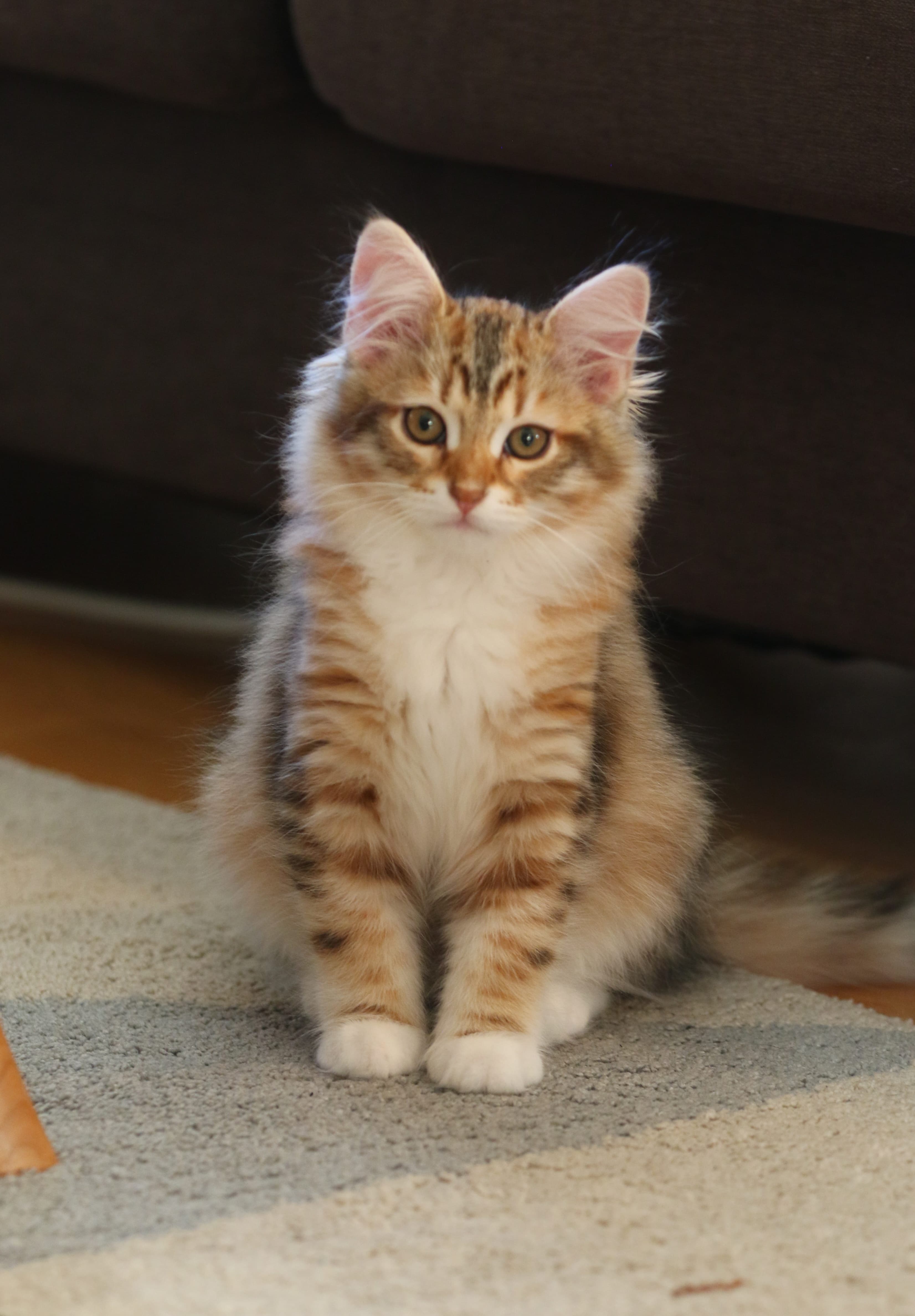 Token Treasury Overlord token image