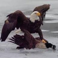 Free Bird token image