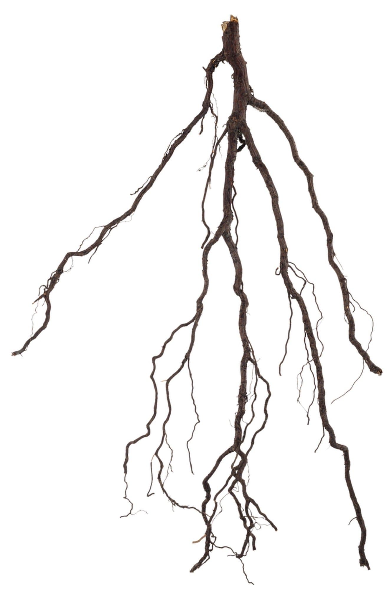 ROOT token image