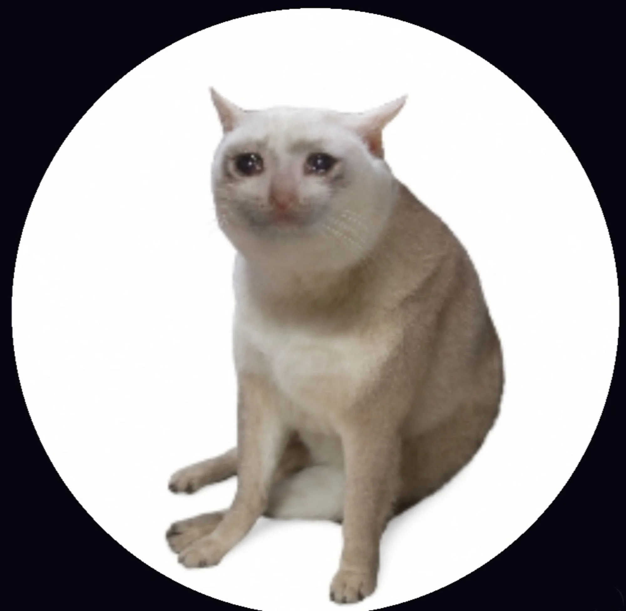 catbase token image