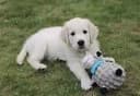 Polar bear dog token image