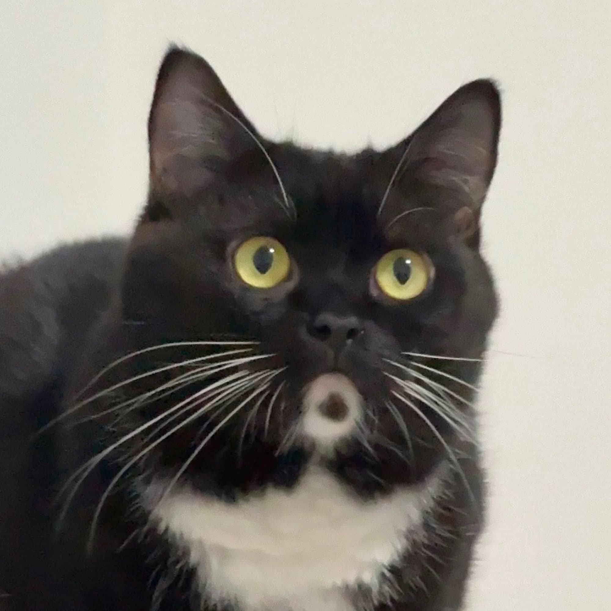 CATBLACK token image