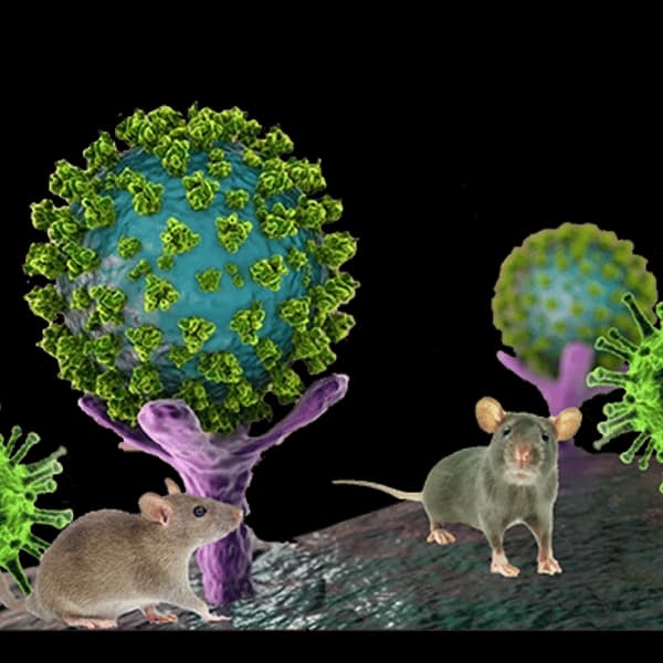 Hantavirus token image
