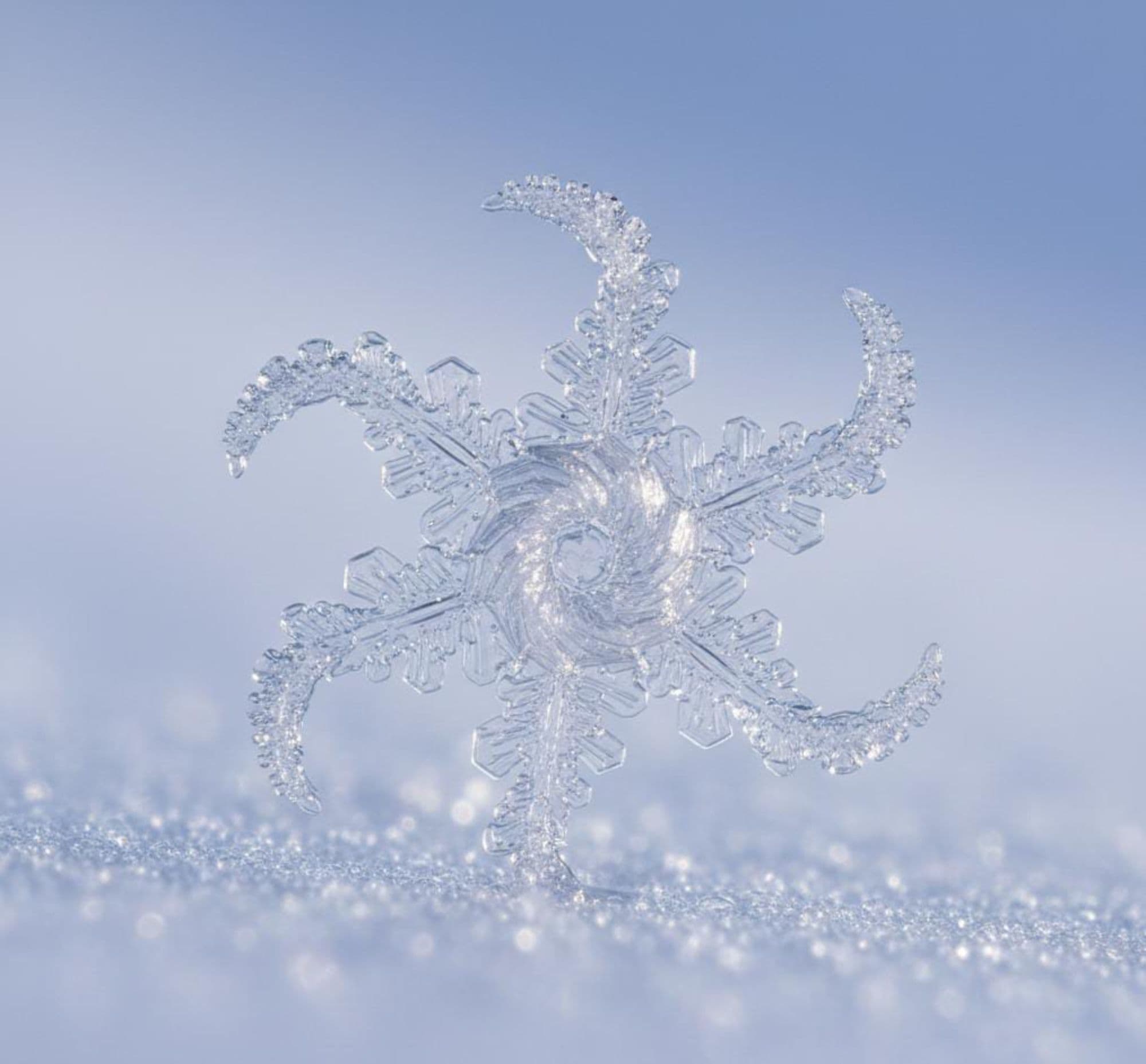 WINTER token image
