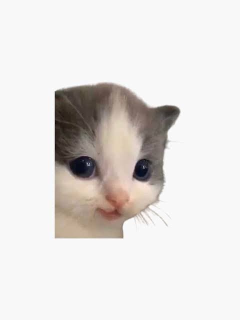 hehehehehehehehehehehe token image