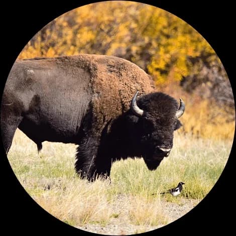 BUFFALO token image