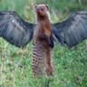 flyingmongoose