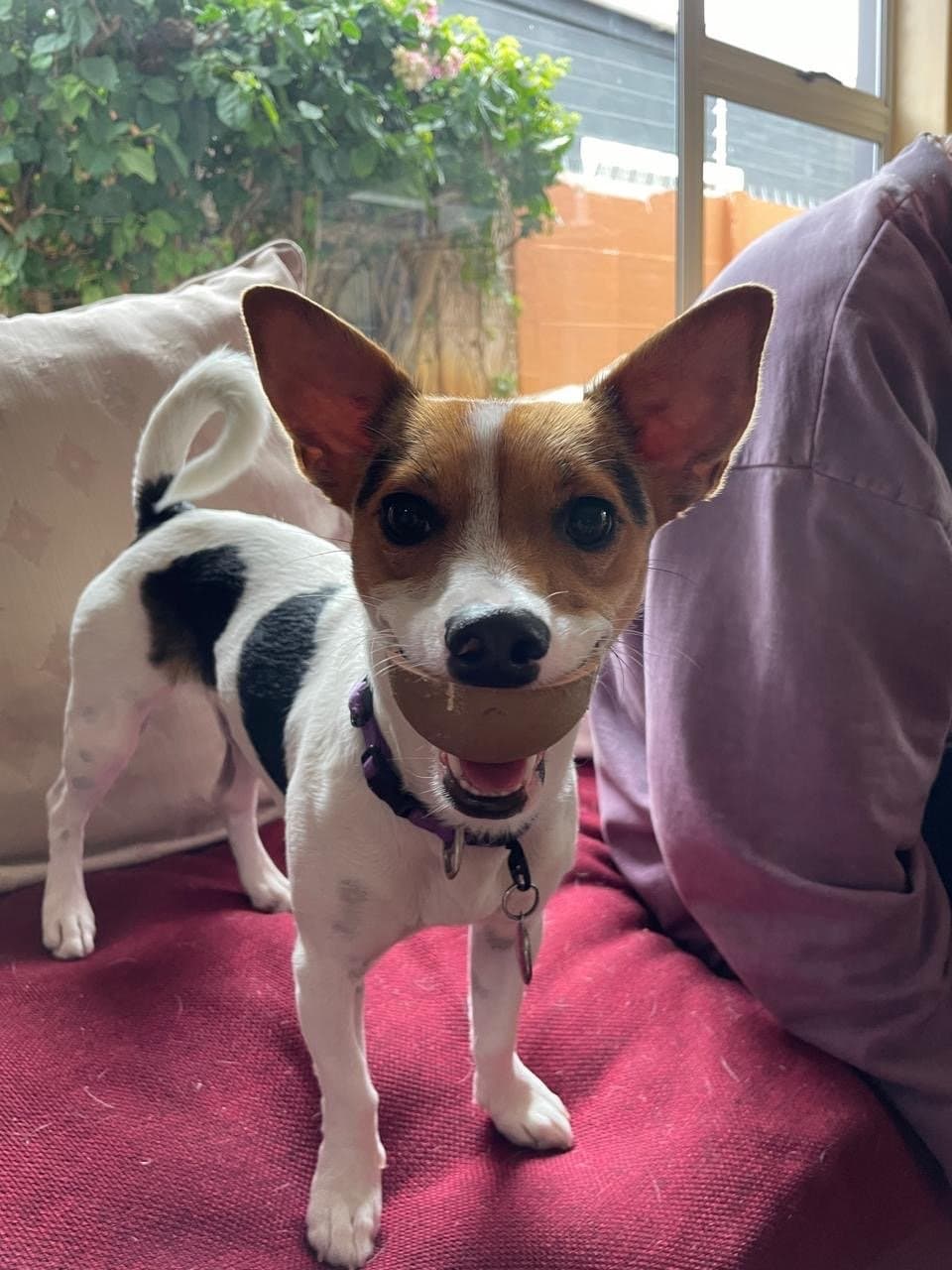 Parents Dog token image