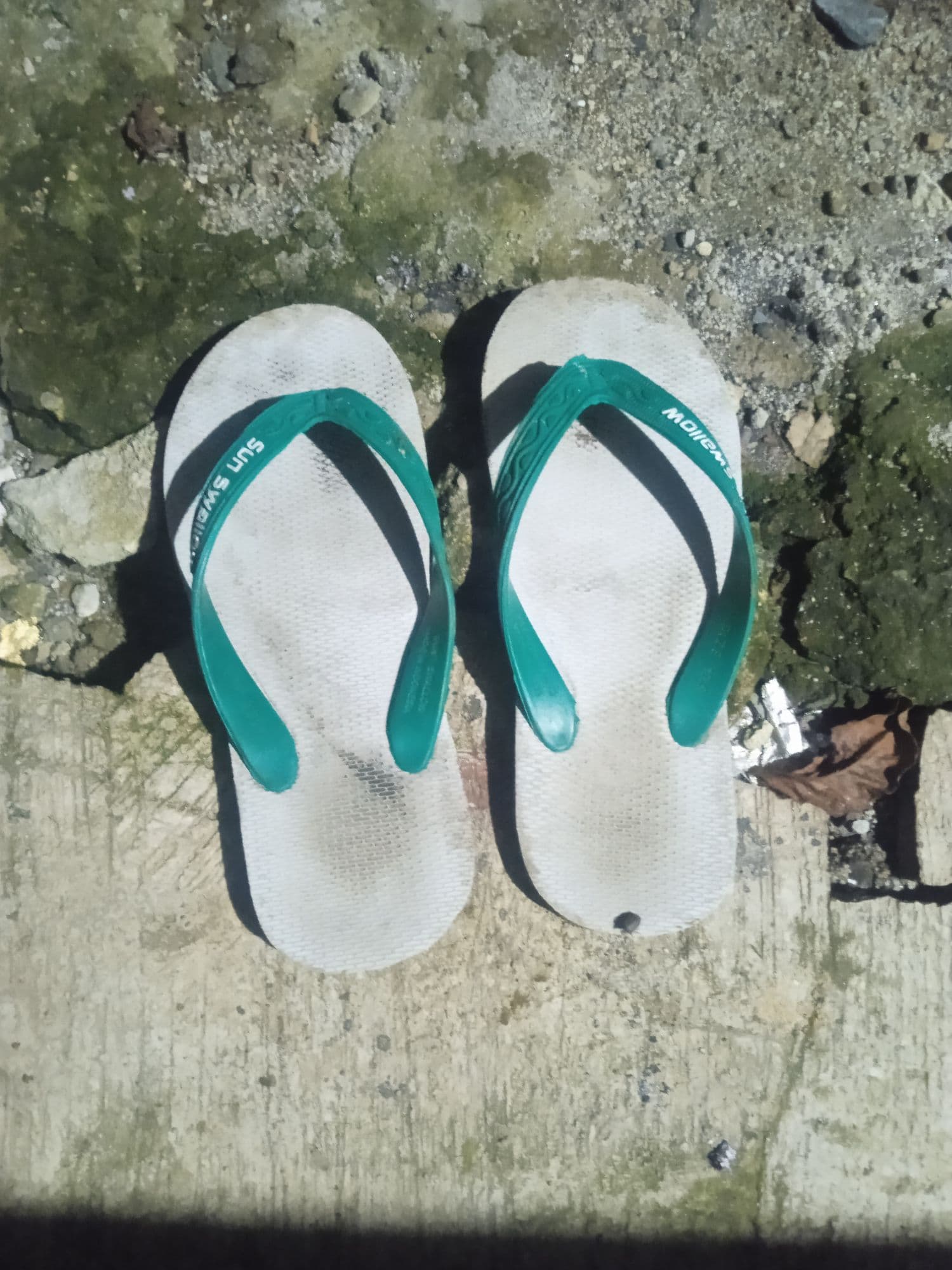 swallow ticket token image