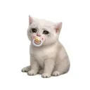 BabyCatCash token image