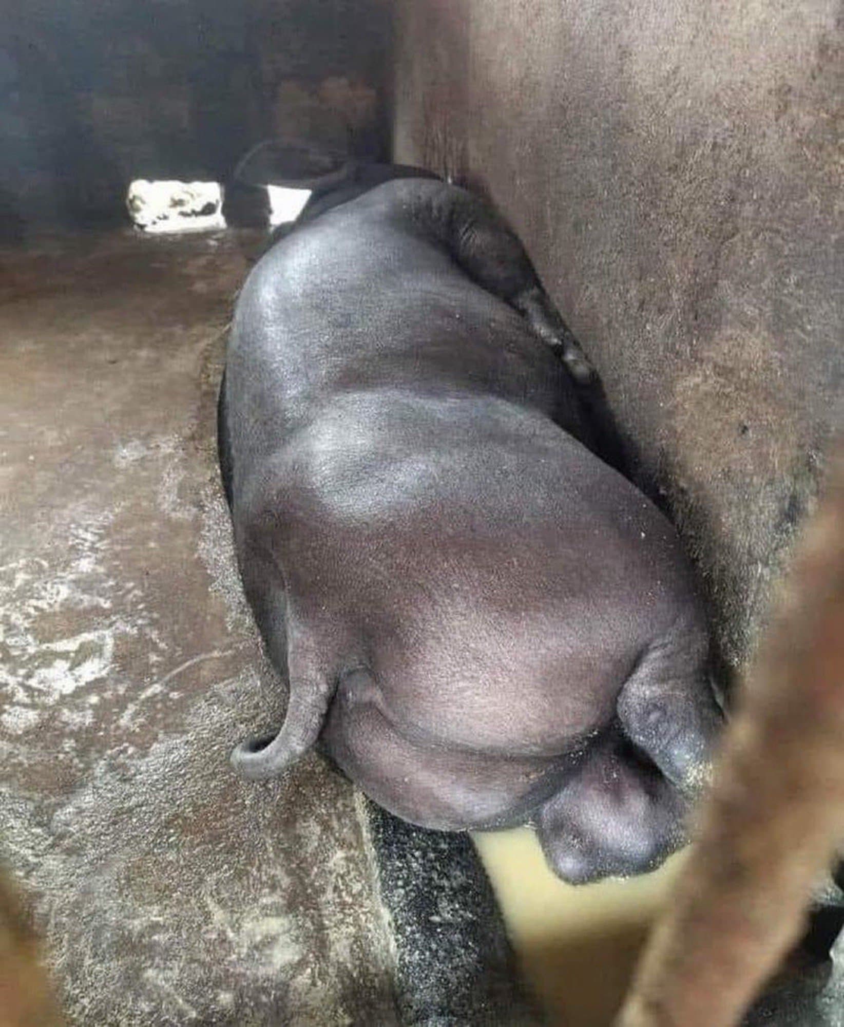 butt token image