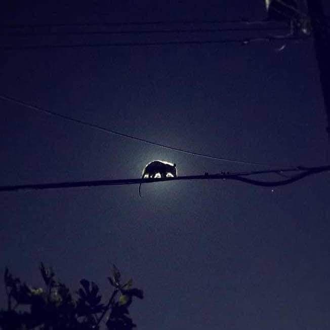 Opossum Moon token image
