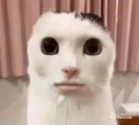 Chopped Cat token image