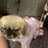 dog wif dress